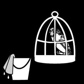 budgie clean cage / grass parakeet clean cage